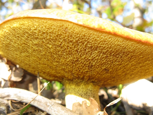 Suillus sp.?